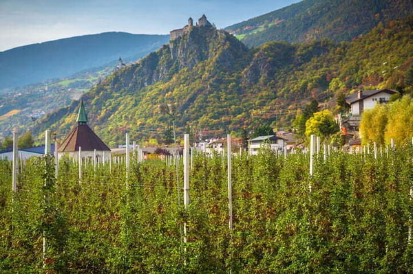 árboles rentables en españa: zona de montaña