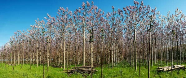 árboles rentables en españa: Paulownia