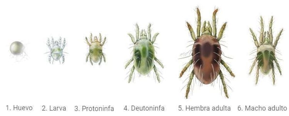 ciclo-araña-roja