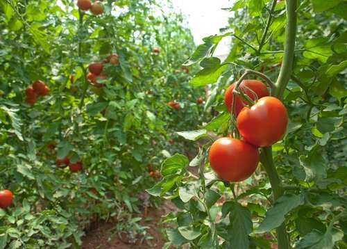 Agroptima para cultivos hortofrutícolas