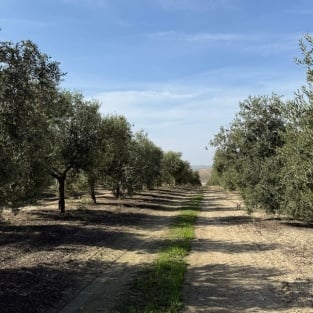 finca-alcofrias-olivar