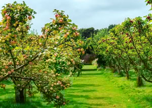 geofolia-cultivo-hortofruticola