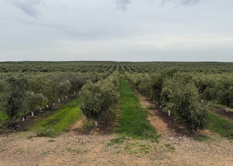 informe-meteorologico-agricola-planificacion cultivos