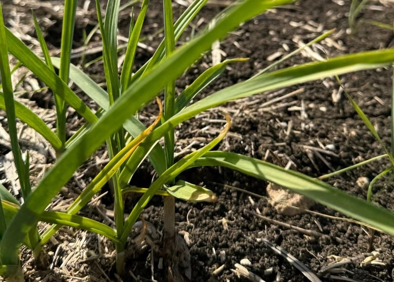informe-meteorologico-agricola-tratamiento-foliar