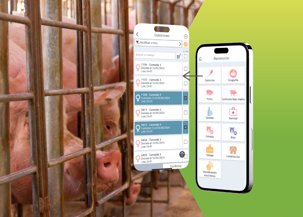 Introduce sucesos reproductivos en la app de Pig'Up