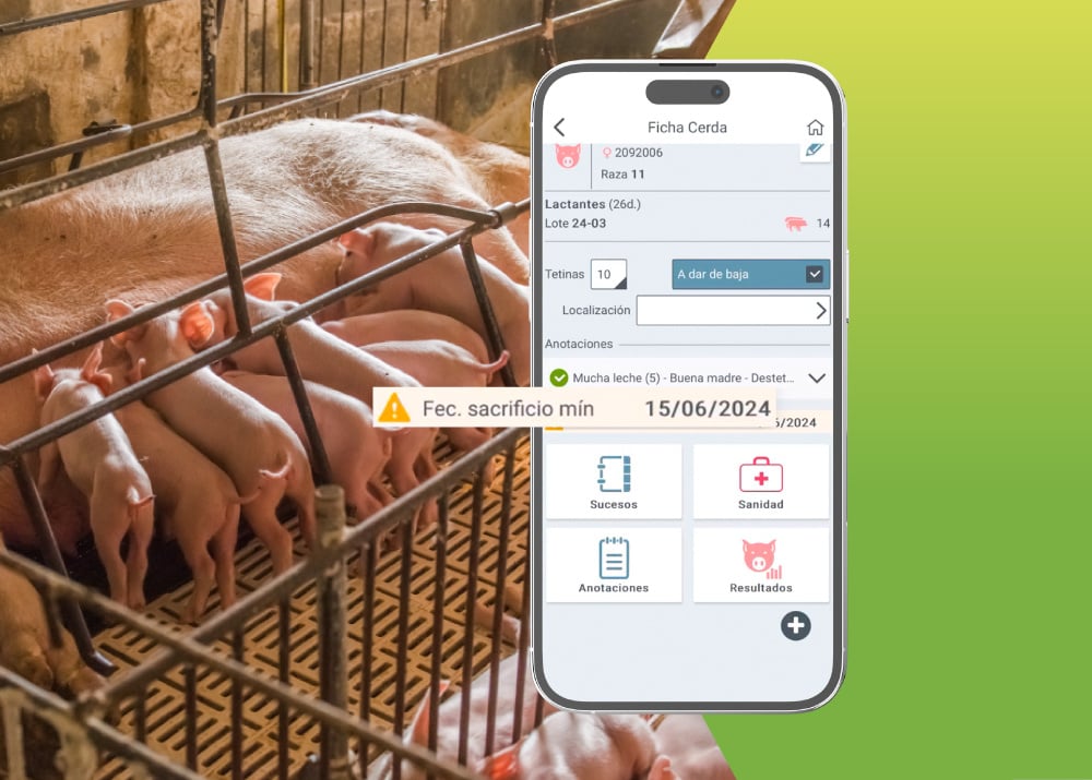 Mayor control de productividad con Pig'Up