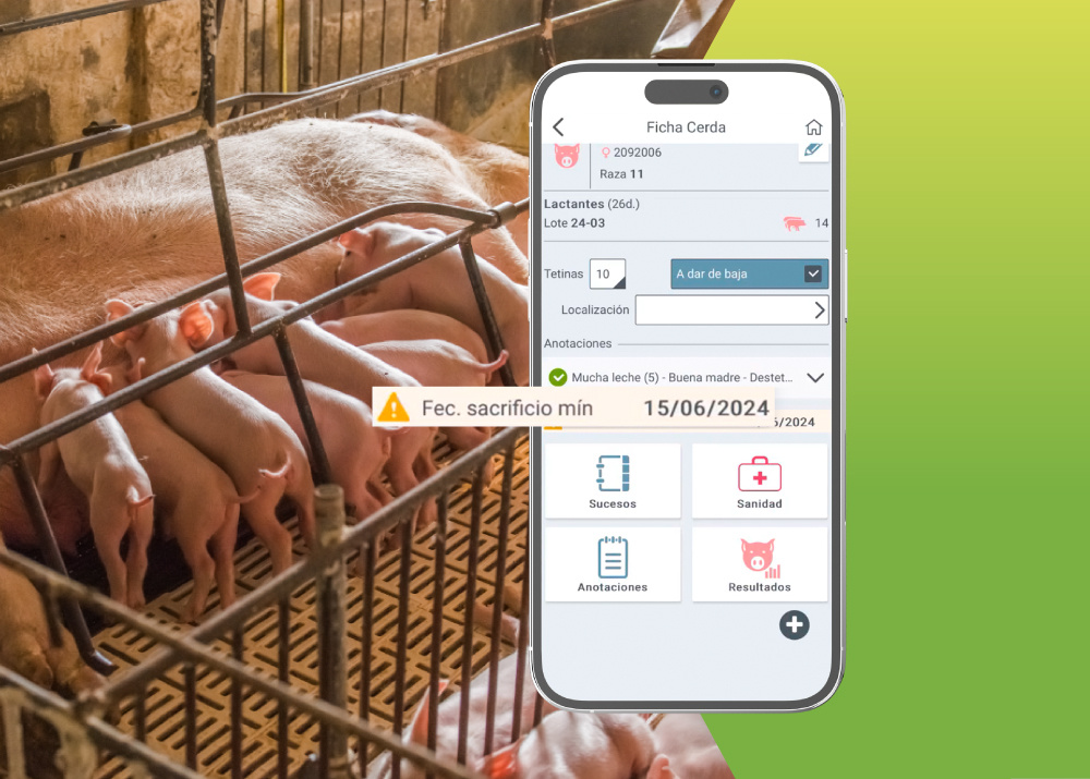 Mayor control de productividad con Pig'Up
