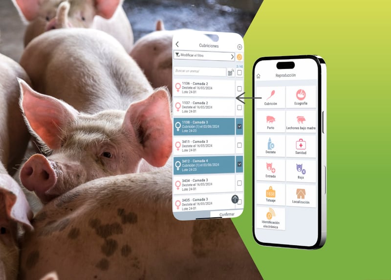 Introduce sucesos reproductivos en la app de Pig'Up