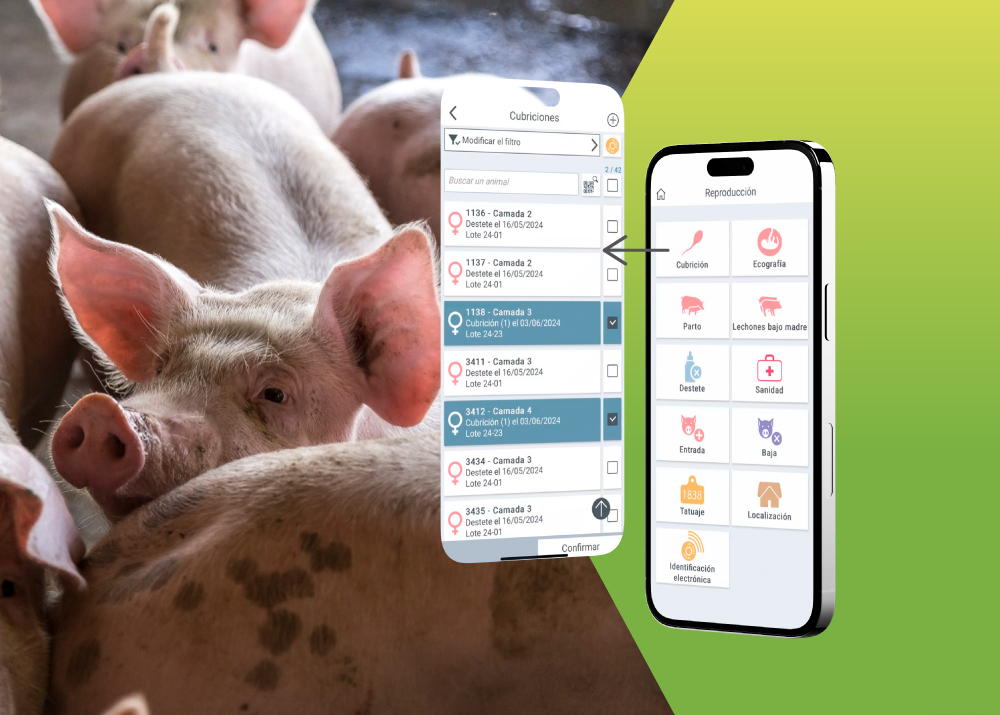 Introduce sucesos reproductivos en la app de Pig'Up