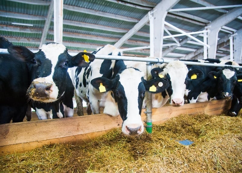 Troup'O, con funcionalidades clave para explotaciones de vacuno de leche