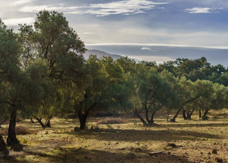 software-agricola-para-cultivos-frutos-secos-olivar