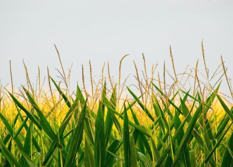 software-agricola-para-cultivos-cerealistas