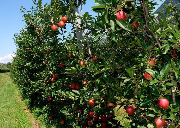 software-agricola-para-cultivos-hortofruticolas