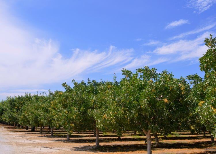 software-agricola-para-frutos-secos