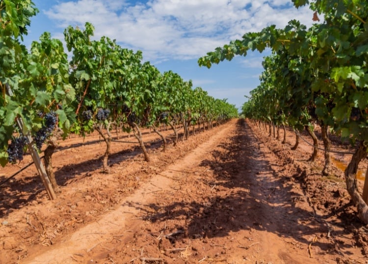 software-agricola-para-vinedos