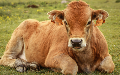 Isagri tiene programas informáticos para el sector de ganadería vacuno, controlando la gestion técnica de vacas nodrizas, lecheras y cebaderos hasta la venta y facturación a cliente