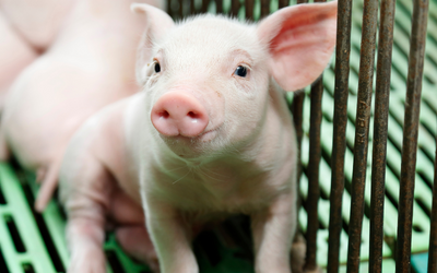 Isagri tiene programas informáticos para el sector de ganadería de porcino, controlando la gestion técnica de cerdas madres, lechones y cebaderos hasta la venta y facturación a cliente