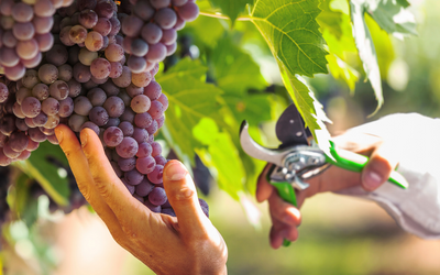 Isagri tiene programas informáticos para el sector vitivinícola o bodega desde el viñedo, pasando por la trazabilidad hasta la venta y facturación a cliente