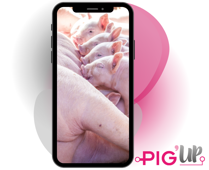 Pig Up de ISAGRI es la aplicación para porcino que ayuda al control de resultados de reproducción de madres