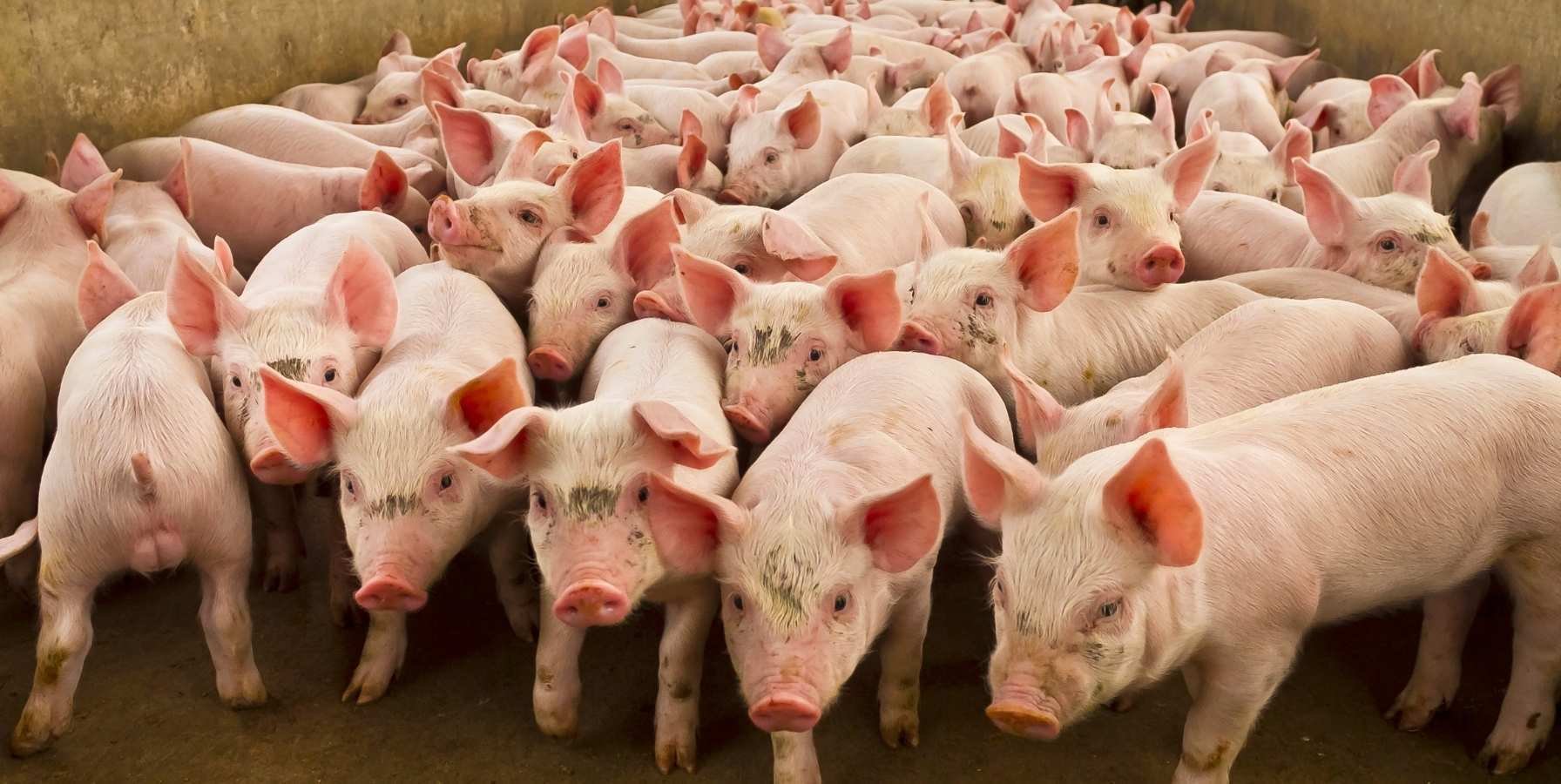 normativa-bienestar-animal-porcino