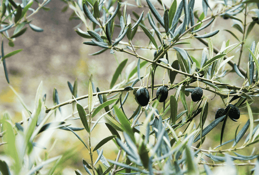 heladas-olivos-prevenirlas