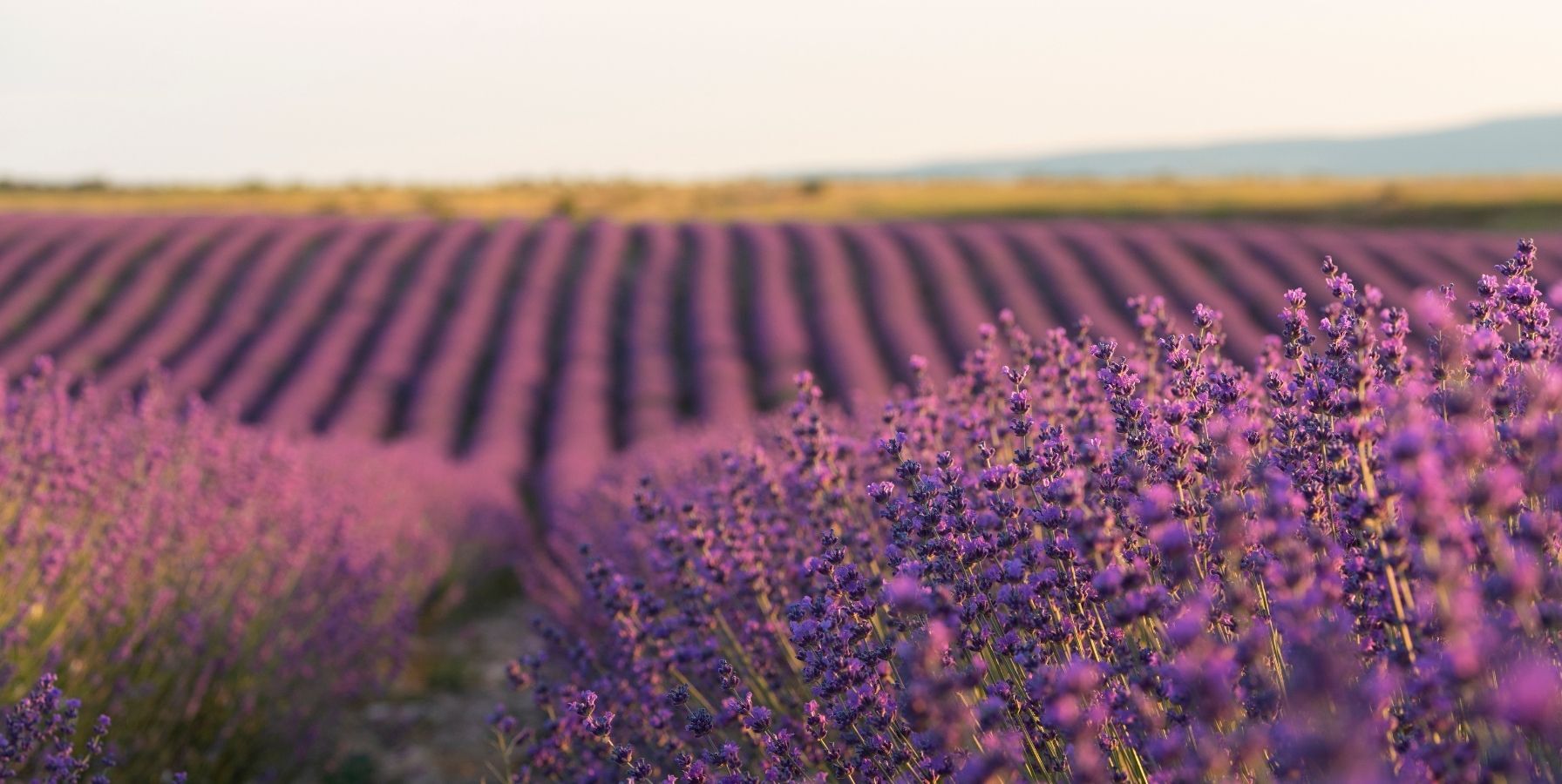rentabilidad del cultivo de lavanda