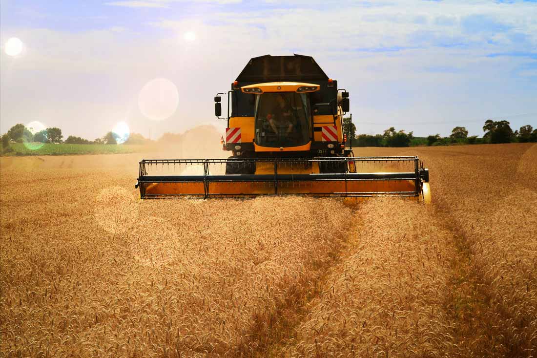 Rentabilidad de tu Cultivo de Cereal