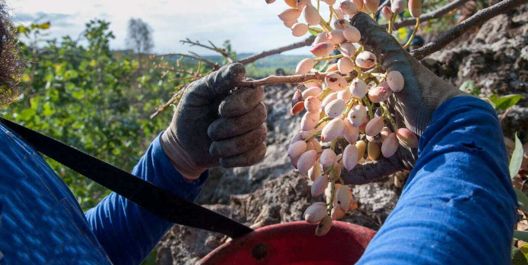 La rentabilidad del pistacho: ¿Merece la pena su cultivo?