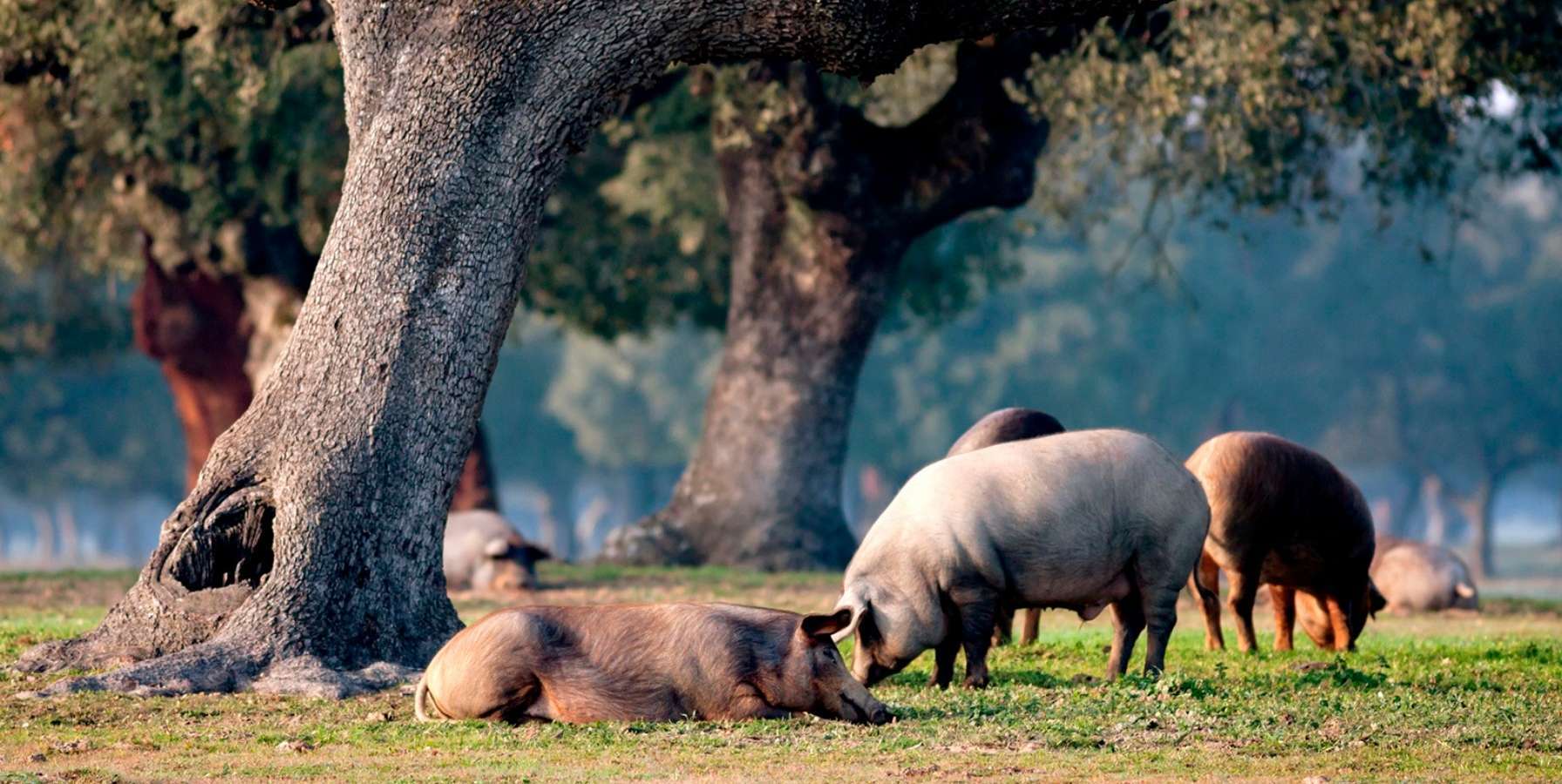 montanera porcino 2026 claves