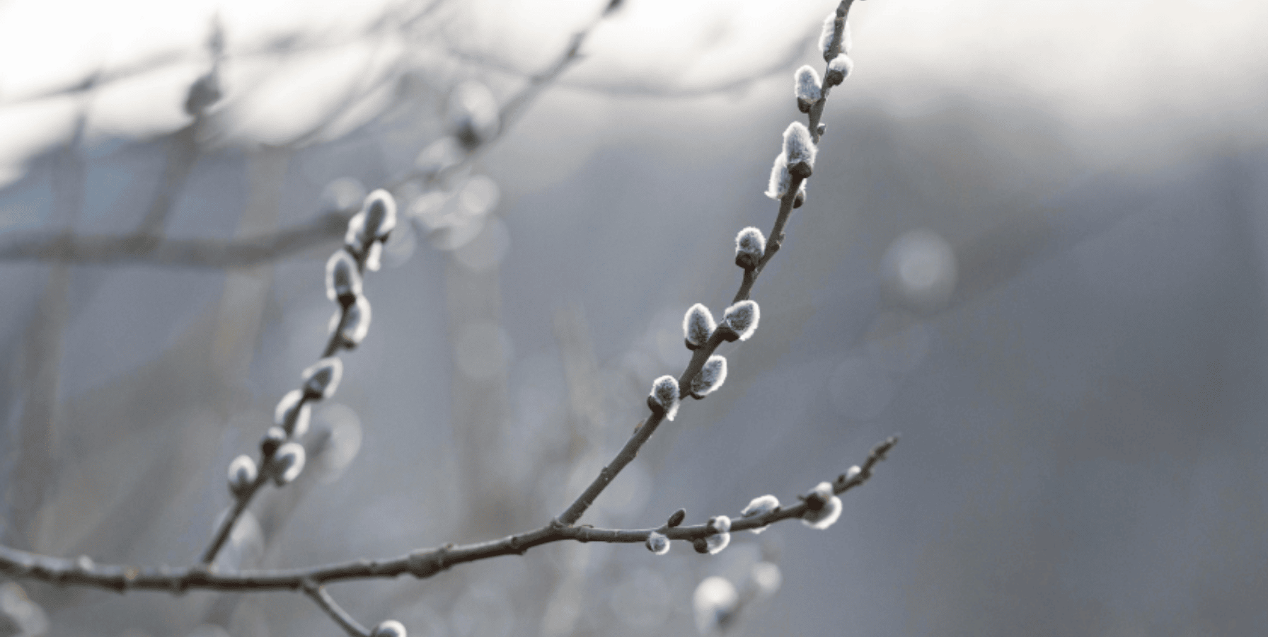 Heladas en los olivos